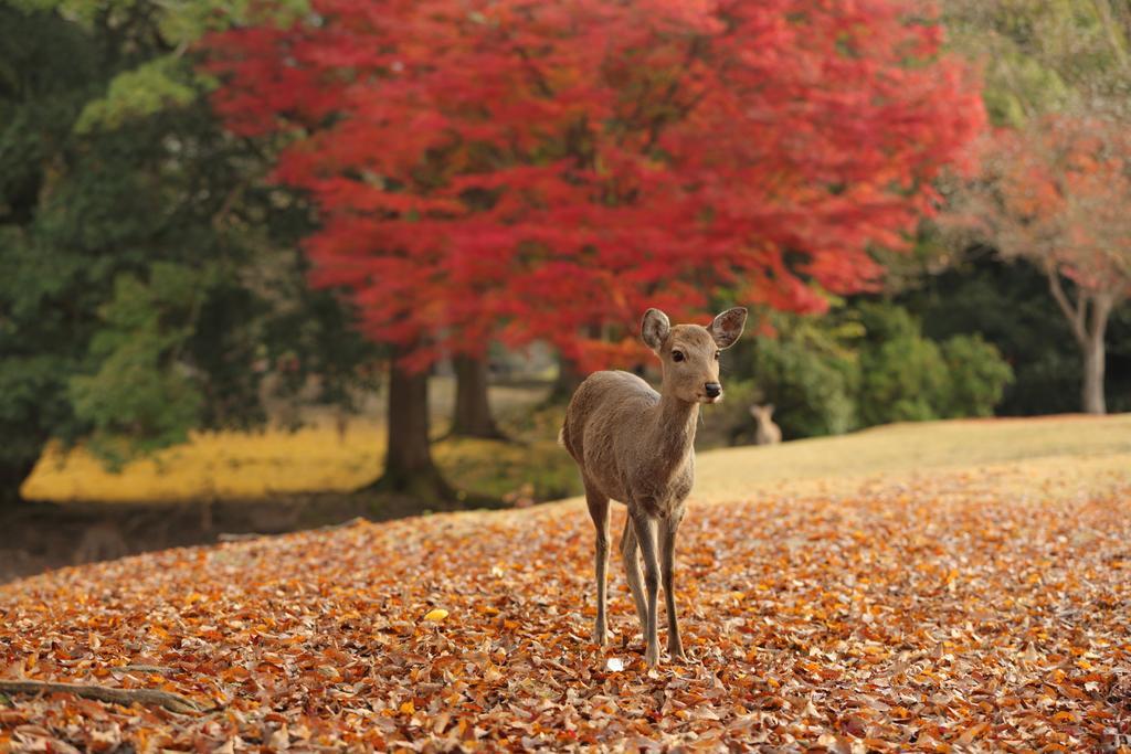 Noborioji Hotel Nara Exteriér fotografie