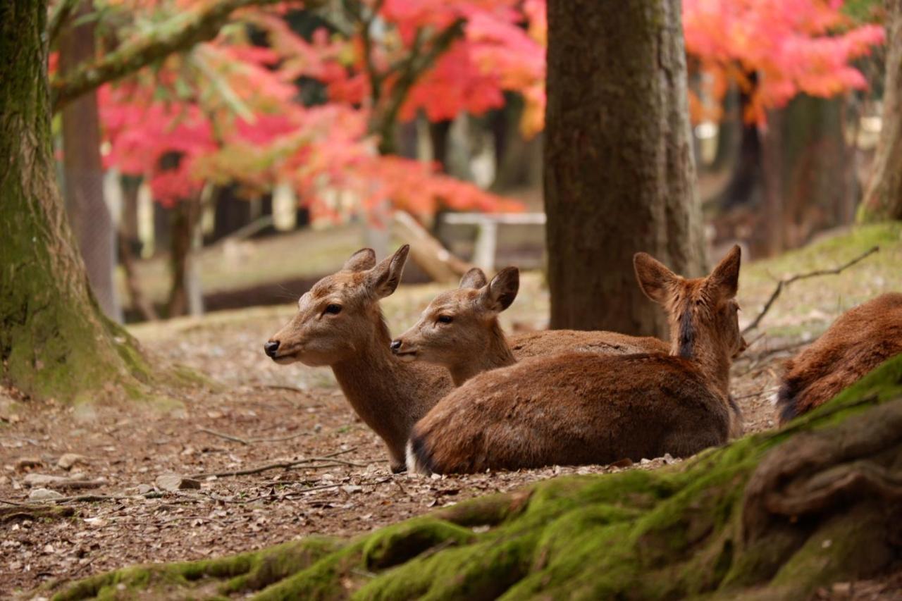 Noborioji Hotel Nara Exteriér fotografie